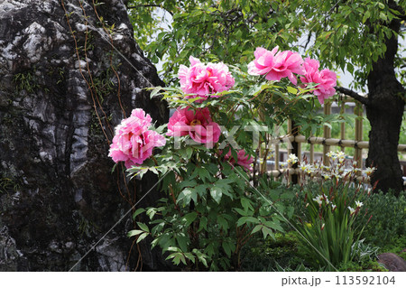 個人の庭に咲いたシャクヤクの花 個人の庭に咲いたシャクヤクの花 113592104