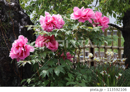 個人の庭に咲いたシャクヤクの花 113592106