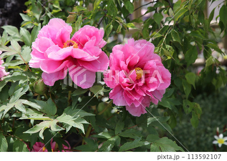個人の庭に咲いたシャクヤクの花 個人の庭に咲いたシャクヤクの花 113592107