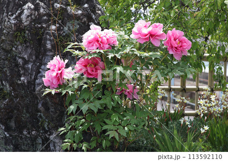 個人の庭に咲いたシャクヤクの花 113592110