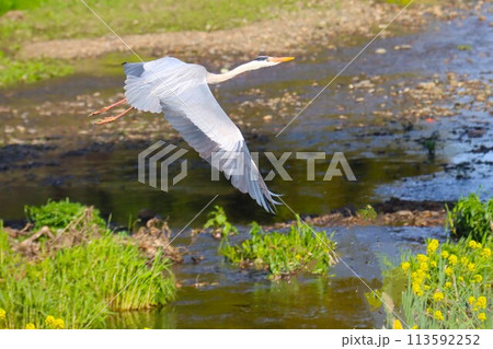 岸辺に菜の花が咲く川面を飛翔するアオサギの風景 113592252