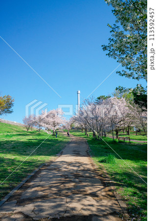 桜咲くころの狭山公園　桜咲く風の広場の遊歩道 113592457