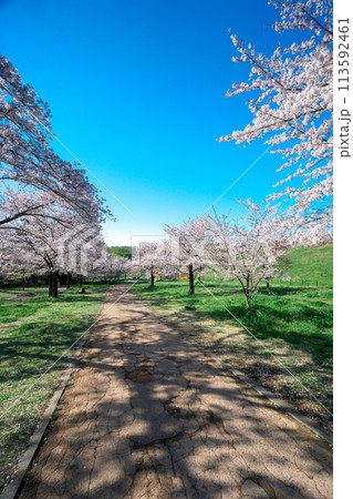 桜咲くころの狭山公園　北側の坂から風の広場を見下ろす 113592461