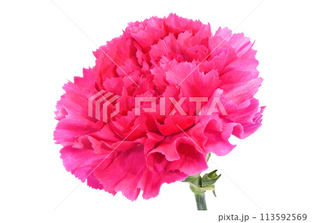 【カーネーション】 (深度合成) 113592569