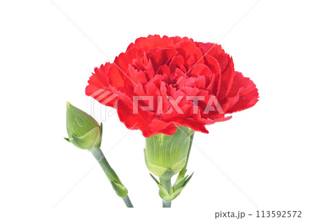 【カーネーション】 (深度合成) 113592572