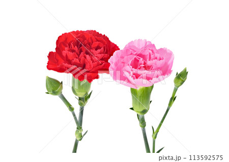 【カーネーション】 (深度合成) 113592575