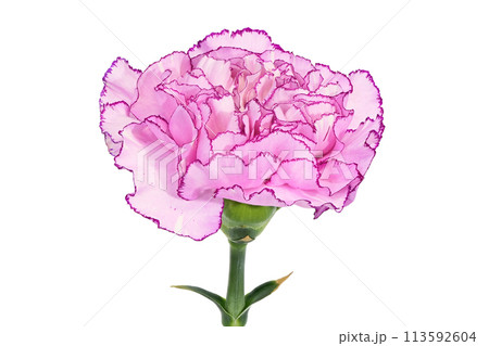 【カーネーション】 (深度合成) 【カーネーション】 (深度合成) 113592604