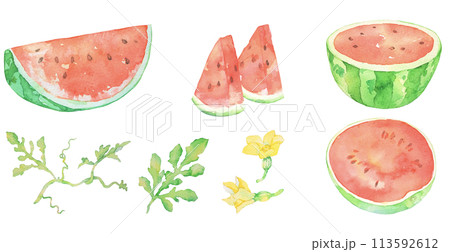 すいか　スイカの水彩イラスト　夏　果物　カットイラスト　イラストセット 113592612