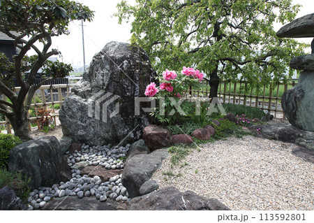 個人の庭に咲いたシャクヤクの花 個人の庭に咲いたシャクヤクの花 113592801