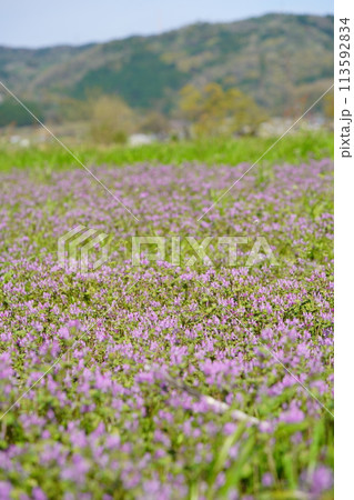 春の野の花・田んぼに咲く一面のホトケノザ 春の野の花・田んぼに咲く一面のホトケノザ 113592834