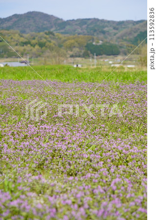 春の野の花・田んぼに咲く一面のホトケノザ 春の野の花・田んぼに咲く一面のホトケノザ 113592836