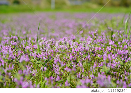 春の野の花・田んぼに咲く一面のホトケノザ 春の野の花・田んぼに咲く一面のホトケノザ 113592844