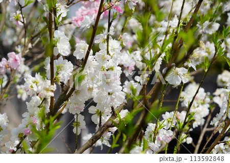 暖かな春の木の花・はなもも 暖かな春の木の花・はなもも 113592848