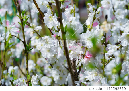 暖かな春の木の花・はなもも 暖かな春の木の花・はなもも 113592850