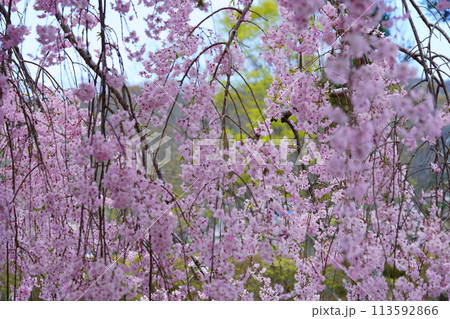 京都和束・名物枝垂れ桜の古木 113592866