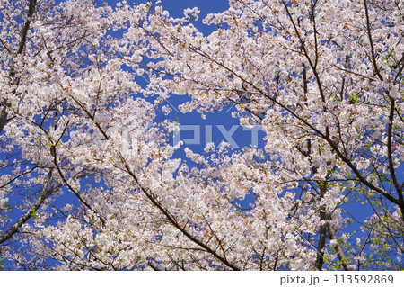 京都府木津川市・満開の桜 京都府木津川市・満開の桜 113592869
