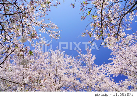 京都府木津川市・満開の桜 113592873