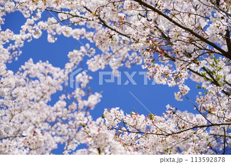 京都府木津川市・満開の桜 113592878