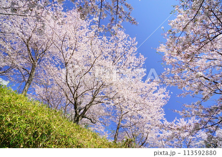 京都府木津川市・満開の桜 113592880