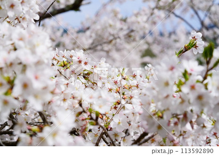 京都府木津川市・マクロレンズで迫る満開の桜 京都府木津川市・マクロレンズで迫る満開の桜 113592890