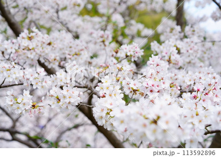 京都府木津川市・マクロレンズで迫る満開の桜 京都府木津川市・マクロレンズで迫る満開の桜 113592896