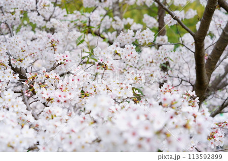 京都府木津川市・マクロレンズで迫る満開の桜 113592899