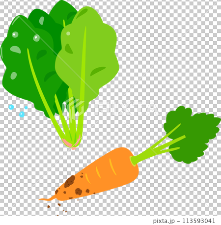 Freshly harvested spinach and carrots 113593041