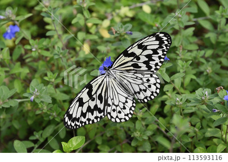 オオゴマダラ_04_2024年3月撮影 オオゴマダラ_04_2024年3月撮影 113593116