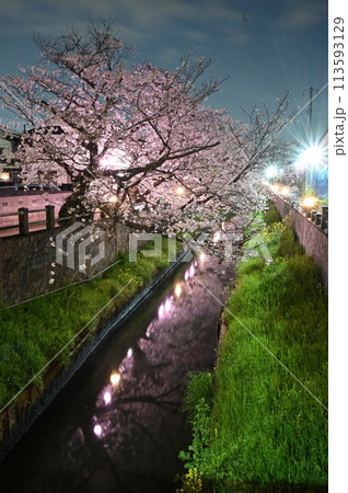 真間川沿いで咲くライトアップされた満開の桜とリフレクション 真間川沿いで咲くライトアップされた満開の桜とリフレクション 113593129