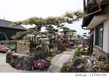 門かぶり松のある民家の庭園 113593149