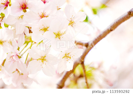 桜 113593292