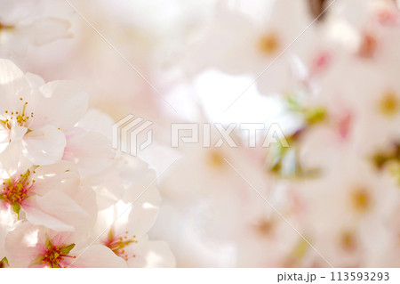 桜 桜 113593293