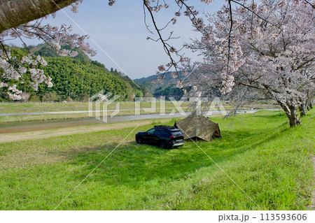 桜咲く河川敷でキャンプを楽しむ 113593606