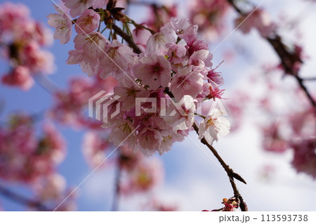 桜 113593738