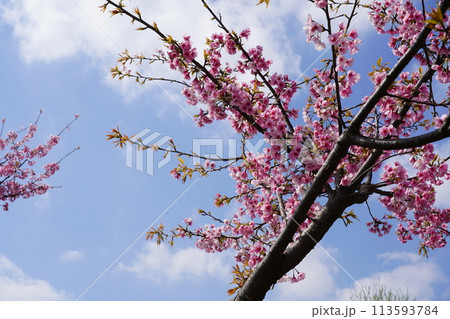 桜 桜 113593784