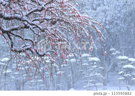 枝垂れ梅に降る雪 113593882
