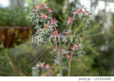 長く伸びて咲いたエケベリア・ラウイの花/ベンケイソウ科 長く伸びて咲いたエケベリア・ラウイの花/ベンケイソウ科 113593980