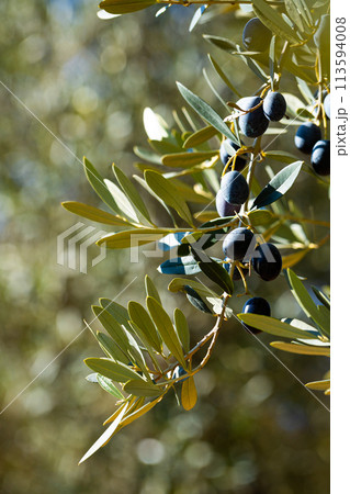 Growing black olives in orchard 113594008