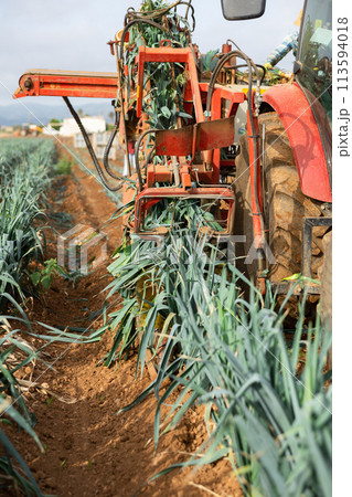 Leeks digger machine working on field, lifting leeks from soil during harvesting closeup Leeks digger machine working on field, lifting leeks from soil during harvesting closeup 113594018