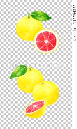 Set of pink grapefruits Hand-drawn watercolor illustrations of fruits 113594375