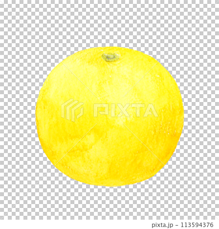 グレープフルーツ　フルーツの手描き水彩イラスト素材 113594376