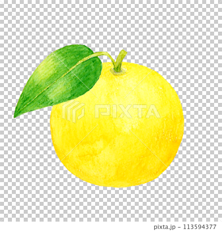 Grapefruit with leaves - Hand-drawn watercolor illustration of fruit 113594377