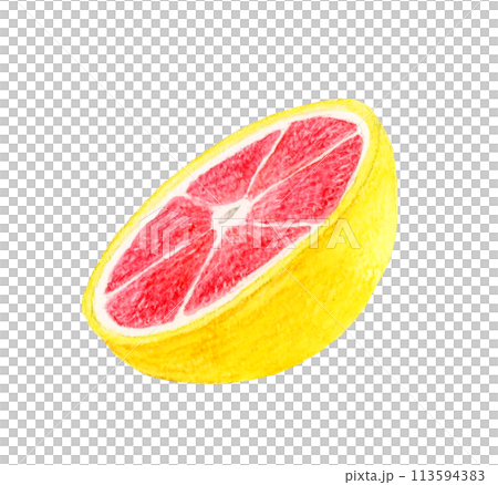半分にカットしたピンクグレープフルーツ フルーツの手描き水彩イラスト素材 半分にカットしたピンクグレープフルーツ フルーツの手描き水彩イラスト素材 113594383