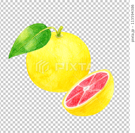 粉紅葡萄柚切成兩半 — 手繪水彩水果插圖 113594386