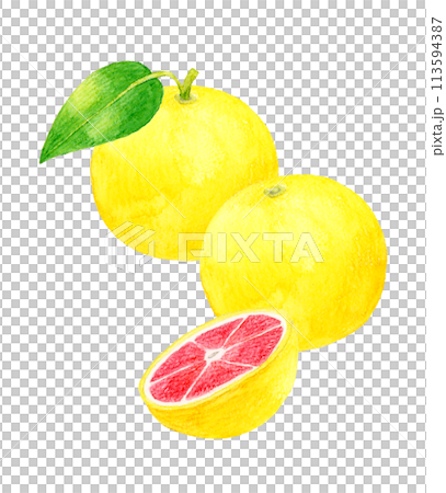 Set of pink grapefruits Hand-drawn watercolor illustrations of fruits 113594387