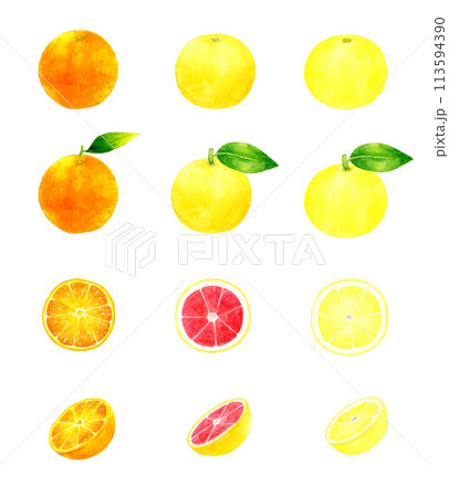 オレンジとグレープフルーツのセット　フルーツの手描き水彩イラスト素材集 113594390