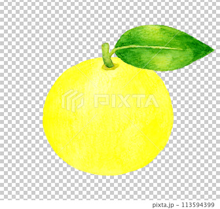 葉っぱ付きのグレープフルーツ　フルーツの手描き水彩イラスト素材 113594399