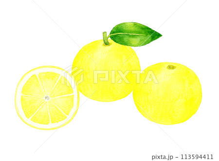 グレープフルーツのセット　フルーツの手描き水彩イラスト素材 113594411