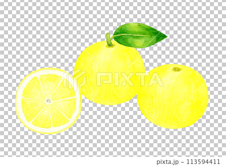 グレープフルーツのセット　フルーツの手描き水彩イラスト素材 113594411