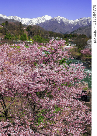 ピンク桜と雪山（縦） 113594779